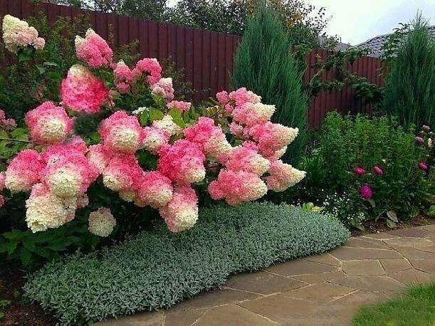 Bauernhortensie „Vanilla Fraise“ – eine außergewöhnliche Hortensie für Garten und Terrasse